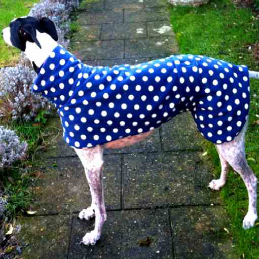 Greyhound Coat Blue with White Spots