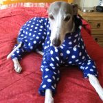 Greyhound & Whippet Pyjamas