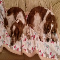 Spaniels on blanket